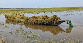 কিশোরগঞ্জে সাড়ে ৬ হাজার হেক্টর ধানের জমি তলিয়ে গেছে